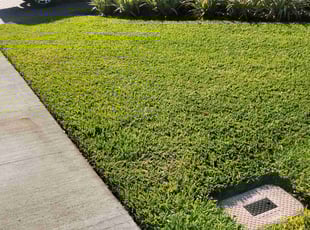 Jodi M.'s yard care service result