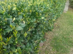 Vernell H.'s Bush Trimming service result