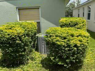 Antonius S.'s Bush Trimming service result