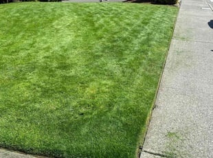 Douglas G.'s grass maintenance service result