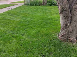 Washington P.'s lawn care service result