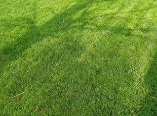 Mary W.'s grass cutting service result