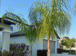 Kisik C.'s Tree Care service result