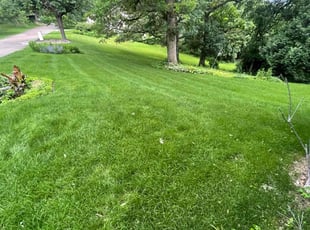 Dayna P.'s turf maintenance service result