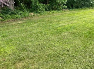Giovanni U.'s turf maintenance service result