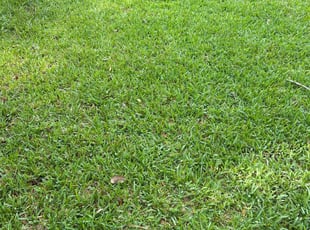 Stefanie K.'s lawn service service result