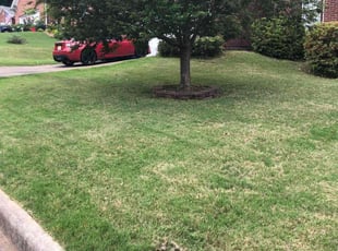 Joanie W.'s Bush Trimming service result