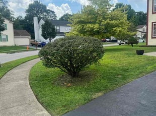 Tamika S.'s grass cutting service result