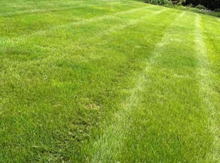 Britania K.'s lawn service service result
