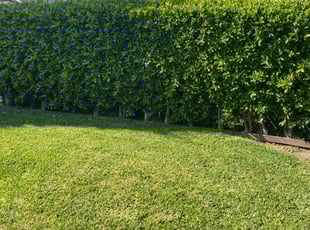 Pearl W.'s Bush Trimming service result