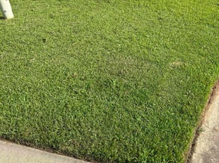 John G.'s turf care service result