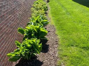 Alicia A.'s Flower Bed Weeding service result