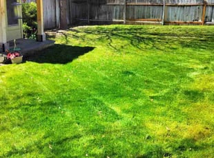 Jennifer A.'s lawn care service result