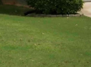 Paula H.'s grass maintenance service result