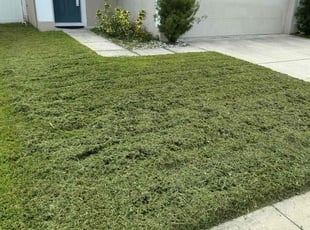 Alysia W.'s lawn maintenance service result