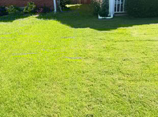 Connie E.'s grass maintenance service result
