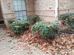 Ove T.'s Bush Trimming service result