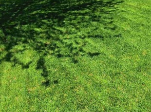 Yaling L.'s lawn care services service result