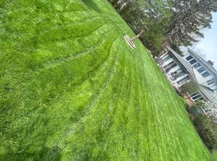 Tammy S.'s lawn care service result