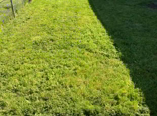 John P.'s grass maintenance service result