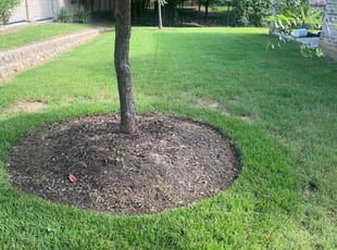 Betty W.'s turf care service result