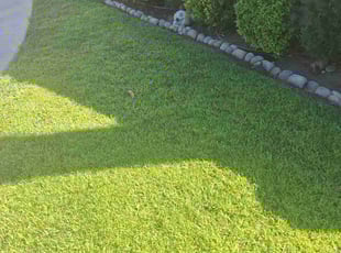 Carmen P.'s grass maintenance service result