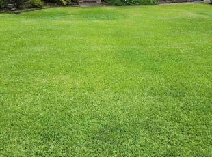 Susan S.'s turf maintenance service result