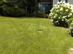 Amanda S.'s lawn care service result