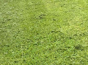 Roberta L.'s lawn service service result