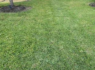 Mynetria J.'s lawn maintenance service result