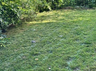 Moeen S.'s grass cutting service result