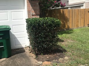 Tarrazzia M.'s Bush Trimming service result