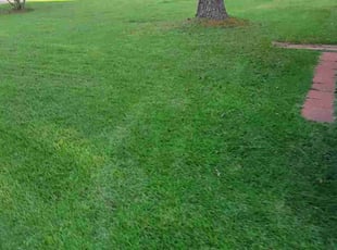 Susan B.'s grass maintenance service result