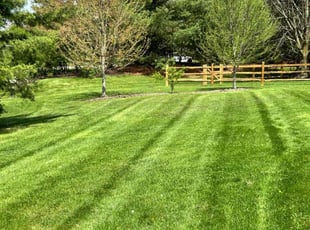 Lisa B.'s turf care service result