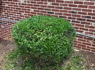Madison T.'s Bush Trimming service result