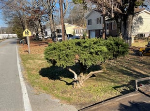 Joseph P.'s Bush Trimming service result