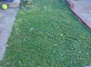 Kevin B.'s grass maintenance service result