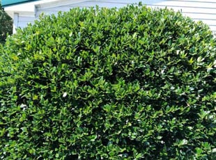 Jeraldtesha R.'s Bush Trimming service result