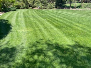 Brian S.'s grass cutting service result