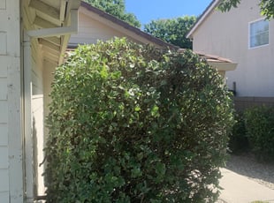 Carmen C.'s Bush Trimming service result