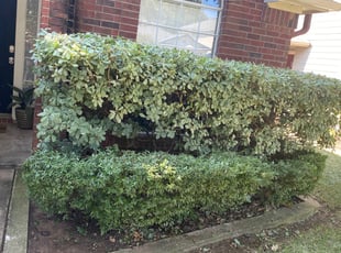 Ally N.'s Bush Trimming service result
