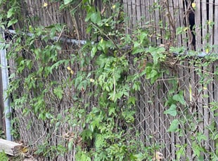 Richard P.'s Bush Trimming service result