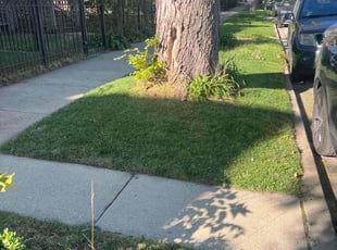 Lisa k.'s grass cutting service result