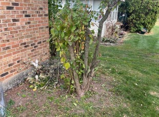 Weston S.'s Bush Trimming service result