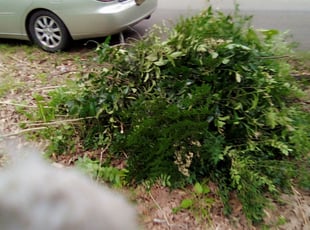 Miguel R.'s Bush Trimming service result