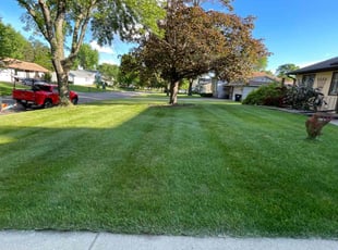 Steve G.'s grass maintenance service result