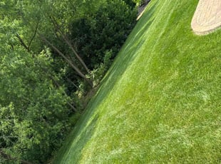 Terry L.'s grass maintenance service result