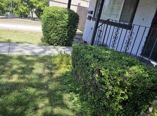 Lynn S.'s Bush Trimming service result