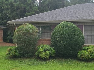 Kyle K.'s Bush Trimming service result