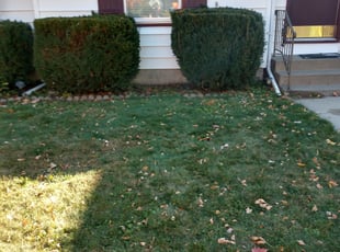 David P.'s Flower Bed Weeding service result